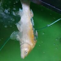 forum-koi-kaskus-part-5-semua-tentang-koi-masuk-kesini