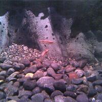 peacock-bass-reloaded-cream---part-1