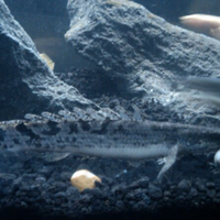 polypterus-aka-palmas-lounge-part-ii-ask-sharing--post-your-bichir-here---part-1