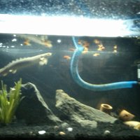 polypterus-aka-palmas-lounge-part-ii-ask-sharing--post-your-bichir-here---part-1