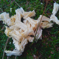 official-lounge-jiayu-g3s---the-monster-here