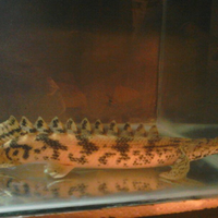 polypterus-aka-palmas-lounge-part-ii-ask-sharing--post-your-bichir-here---part-1