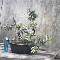 bonsai-kaskus-reborn--forum-sharing--diskusi-seputar-seni-bonsai-indonesia