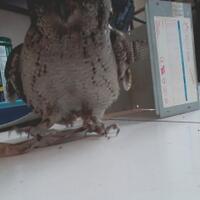thread-khusus-burung-hantu-owl-kaskus---part-5