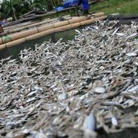 berita-prestasi-mahasiswa-brawijaya-temukan-pengawet-ikan-asin-alami