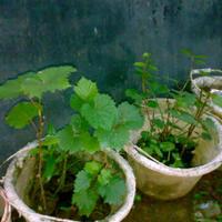 kampung-anggur----part-2