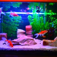 aquascape-for-everyone-learning-and-sharing---part-1