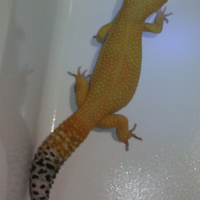 9788new-ask-about-leopard-gecko9788