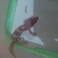 9788new-ask-about-leopard-gecko9788