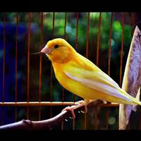 sharepecinta-kenari--jenis-finch-lain-blackthroat-engasr-mozambik-kumpul-disini---part-1