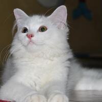 kucing-persia-white-semi-hibah