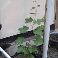 kampung-anggur----part-2