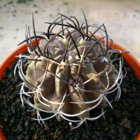 cactus---tanaman-kecil-yang-memukau