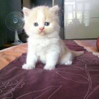 anak-kucing-persia-istimewa-persian-kitten