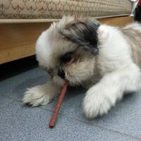 shih-tzu-lover----part-2