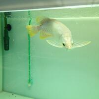 arowana--new-thread----part-1