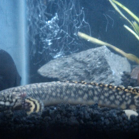 polypterus-aka-palmas-lounge-part-ii-ask-sharing--post-your-bichir-here---part-1