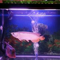 arowana--new-thread----part-1