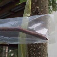 kampung-anggur----part-2