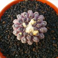 joy-s-garden-tanaman-hias-dan-langka-yang-banyak-peminatnya