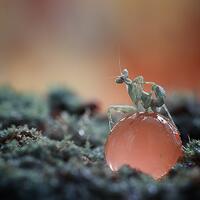 nongkrong-bareng-macro-micro-photography---part-1