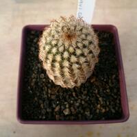 cactus---tanaman-kecil-yang-memukau