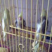 8776877698299829-penggemar-cockatiel---falck---parkit-australi-9829982987768776