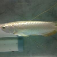 arowana--new-thread----part-1