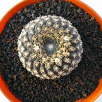 cactus---tanaman-kecil-yang-memukau