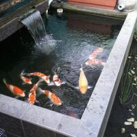 forum-koi-kaskus-part-5-semua-tentang-koi-masuk-kesini