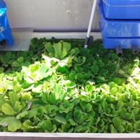 semua-tentang-kolam-ikan