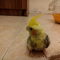 8776877698299829-penggemar-cockatiel---falck---parkit-australi-9829982987768776