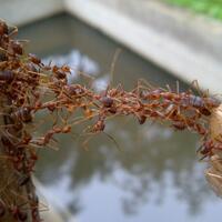 20-fakta-unik-koloni-semut
