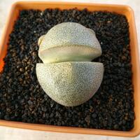 cactus---tanaman-kecil-yang-memukau