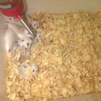 hamster-robo-wf-murah-bangethamster-robo-wf-berkualitas