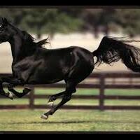 kuda-hitam-yg-mengejutkan-di-piala-dunia-dari-masa-ke-masa