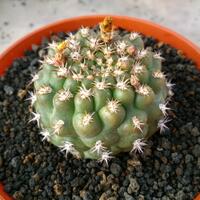 cactus---tanaman-kecil-yang-memukau