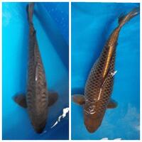 forum-koi-kaskus-part-5-semua-tentang-koi-masuk-kesini