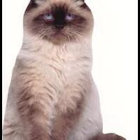 cat-lovers-kaskus-read-page-1-first---part-4