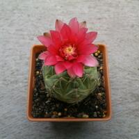 joy-s-garden-tanaman-hias-dan-langka-yang-banyak-peminatnya