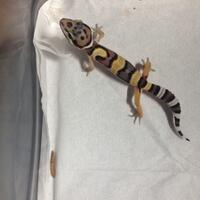 9788new-ask-about-leopard-gecko9788