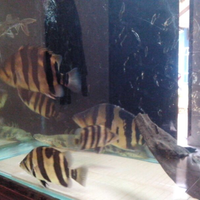 datnoids-aka-tiger-fish