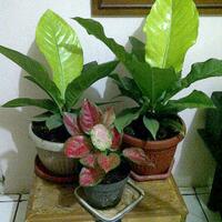 anthurium-lover039s-part-2