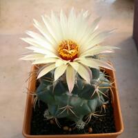 cactus---tanaman-kecil-yang-memukau