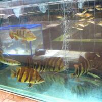 datnoids-aka-tiger-fish