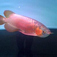arowana--new-thread----part-1