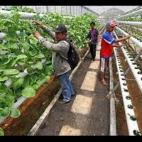 yang-pintar-jago-bohong-akademisi-program-prabowo-2-juta-sawah-tak-realistis