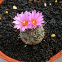 cactus---tanaman-kecil-yang-memukau