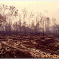 hutan-rusak-jadi-sawah-gak-reboisasi-aja-pak