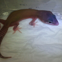 9788new-ask-about-leopard-gecko9788